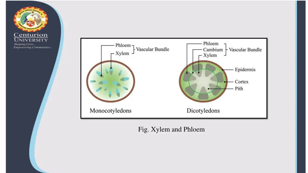 fig xylem and phloem