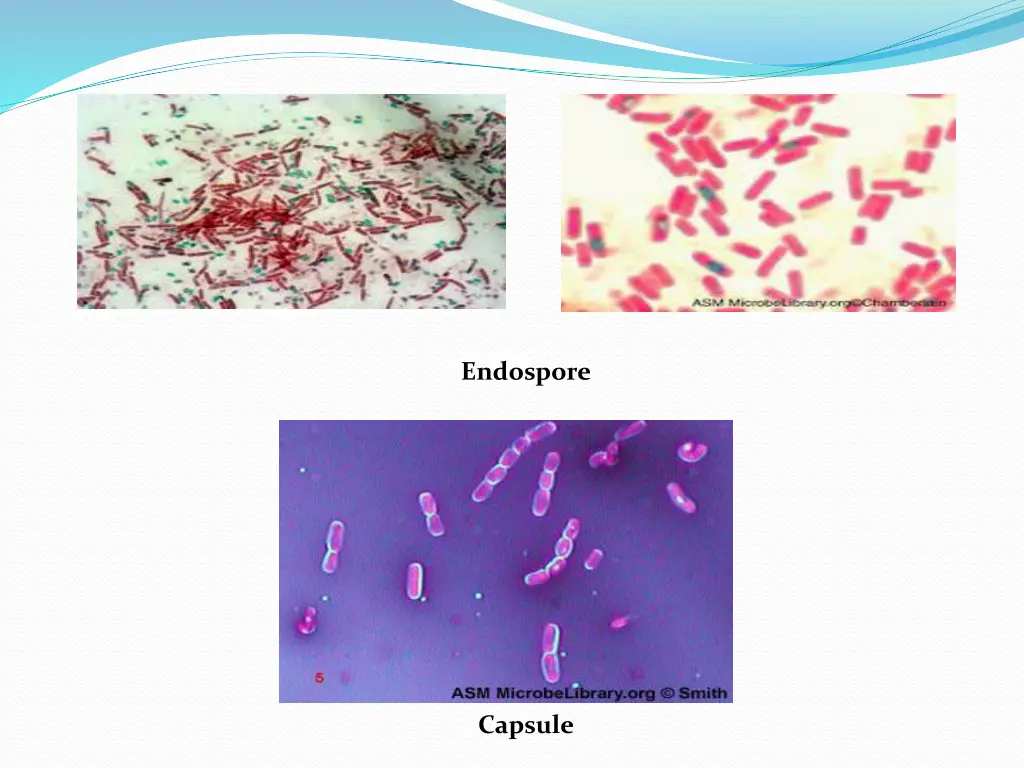 endospore