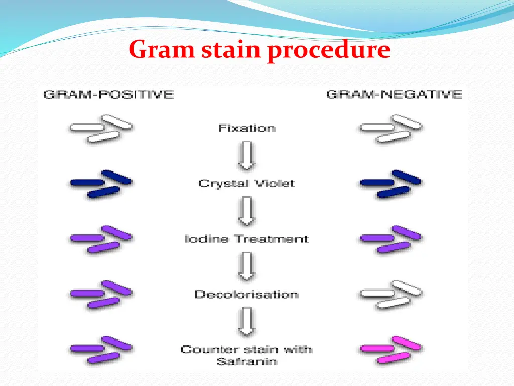 gram stain procedure