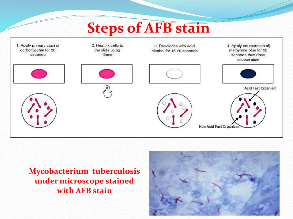 steps of afb stain