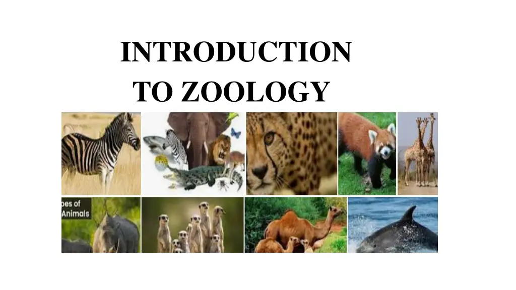 introduction to zoology