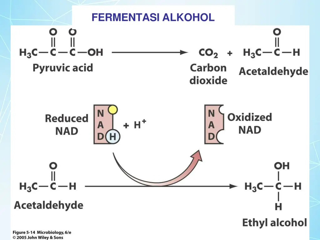 fermentasi alkohol