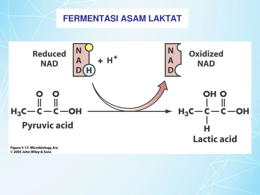 fermentasi asam laktat