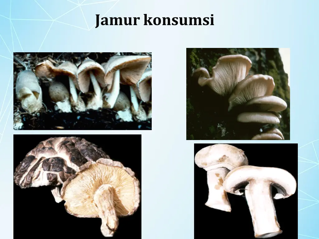 jamurkonsumsi