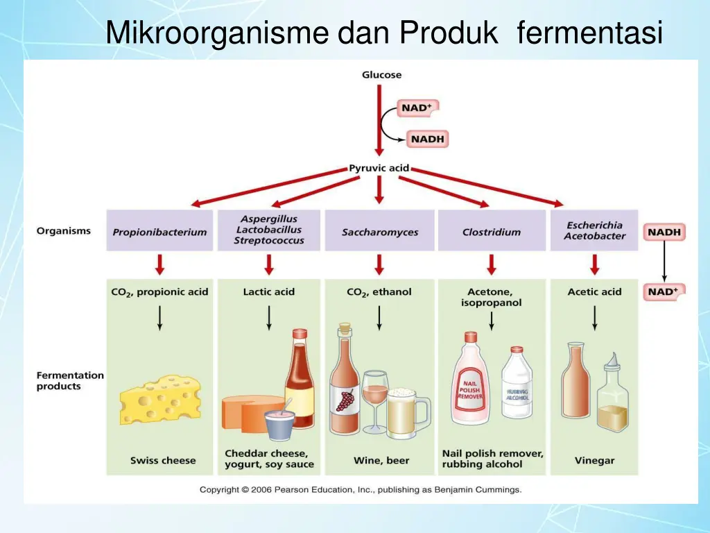 mikroorganisme dan produk fermentasi