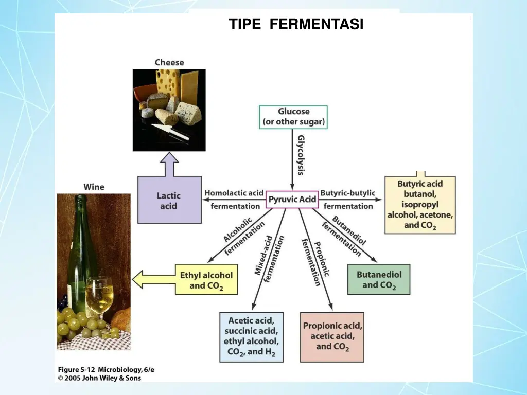 tipe fermentas