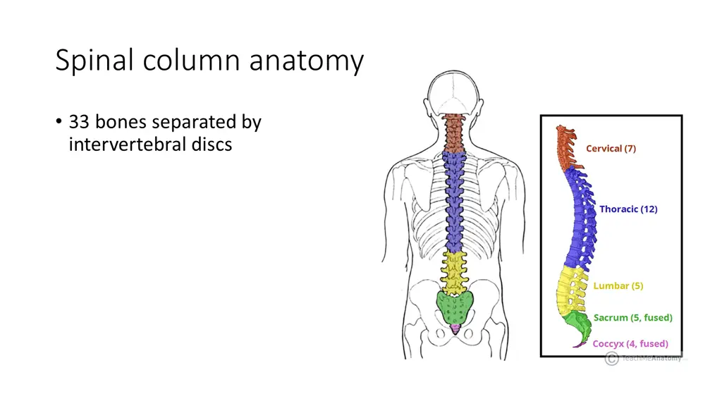 spinal column anatomy