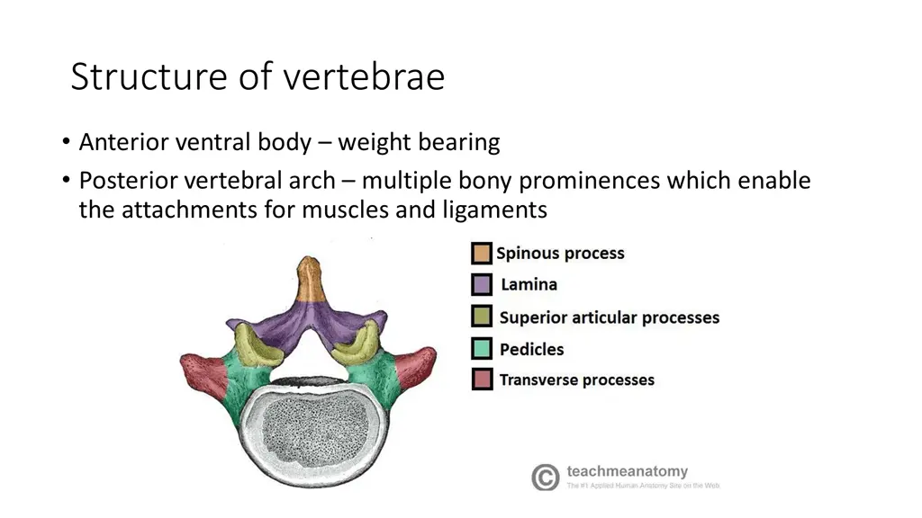 structure of vertebrae