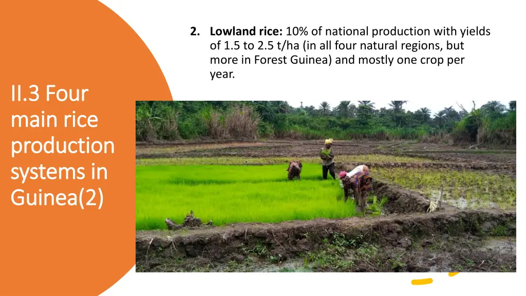 2 lowland rice 10 of national production with