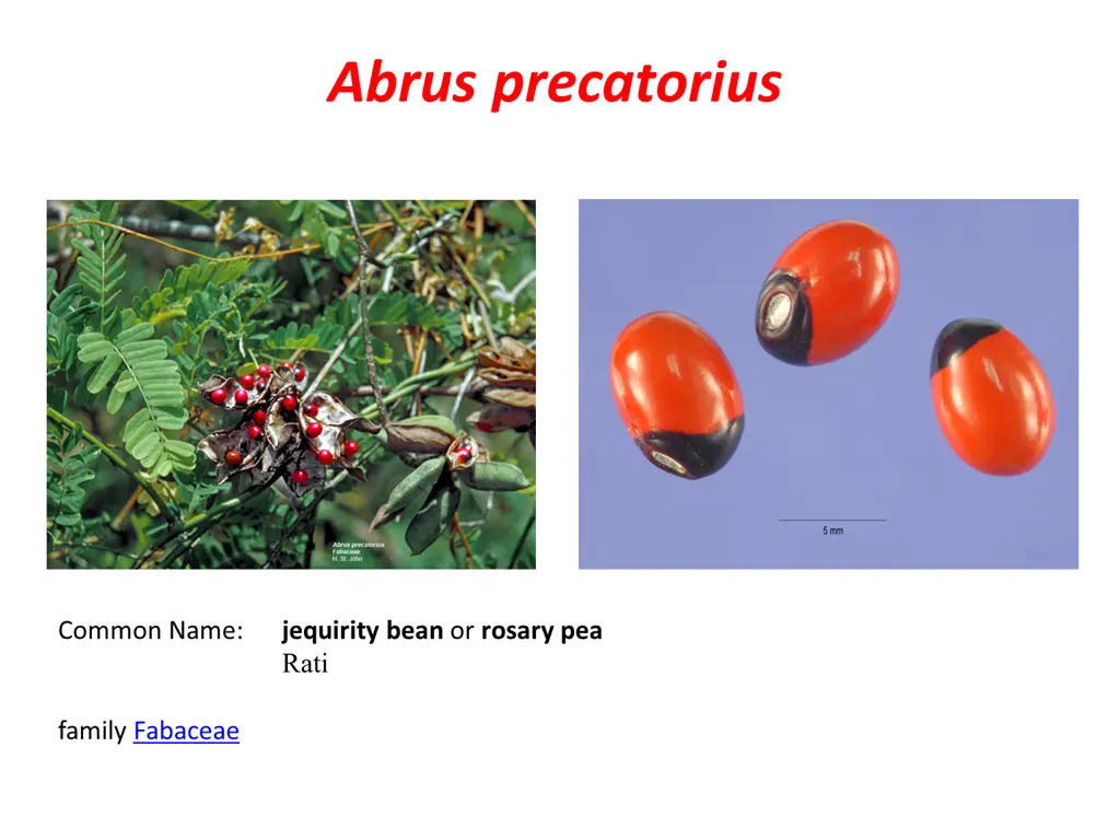 abrus precatorius