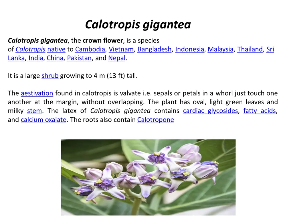 calotropis gigantea