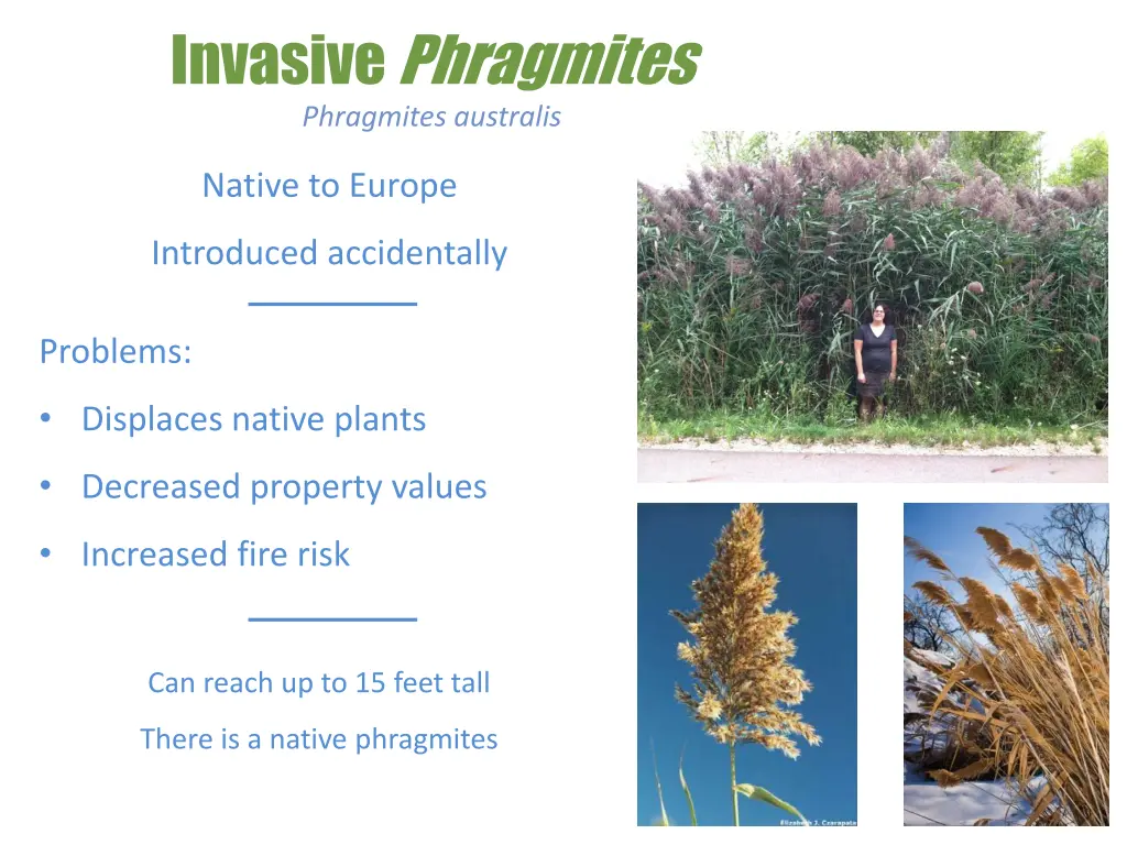 invasive phragmites phragmites australis