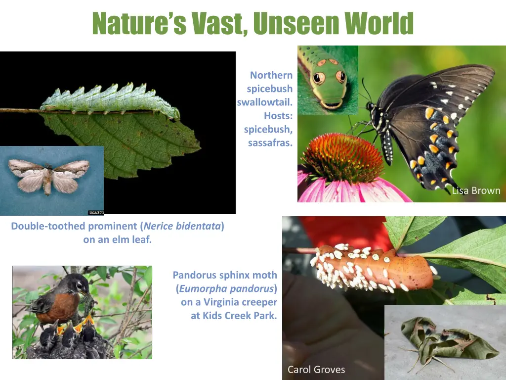 nature s vast unseen world