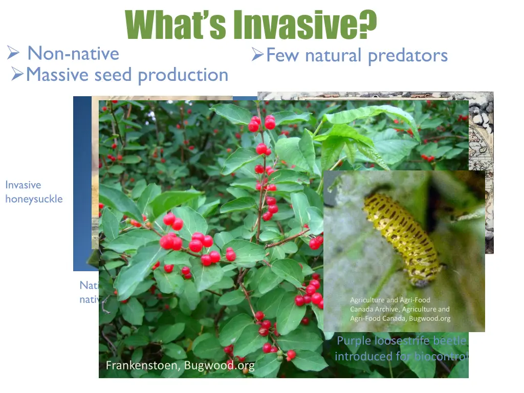 what s invasive few natural predators massive