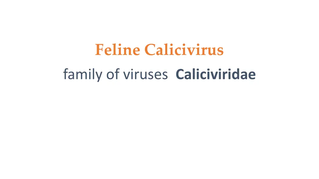 feline calicivirus family of viruses caliciviridae