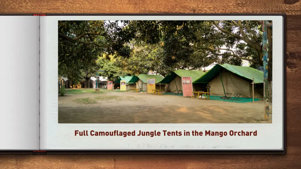 full camouflaged jungle tents in the mango orchard