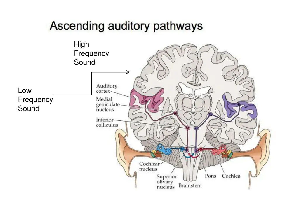 high frequency sound