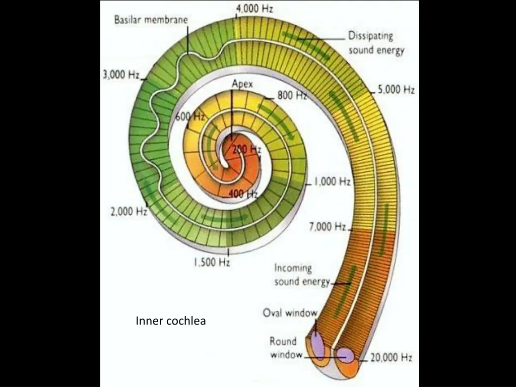 inner cochlea