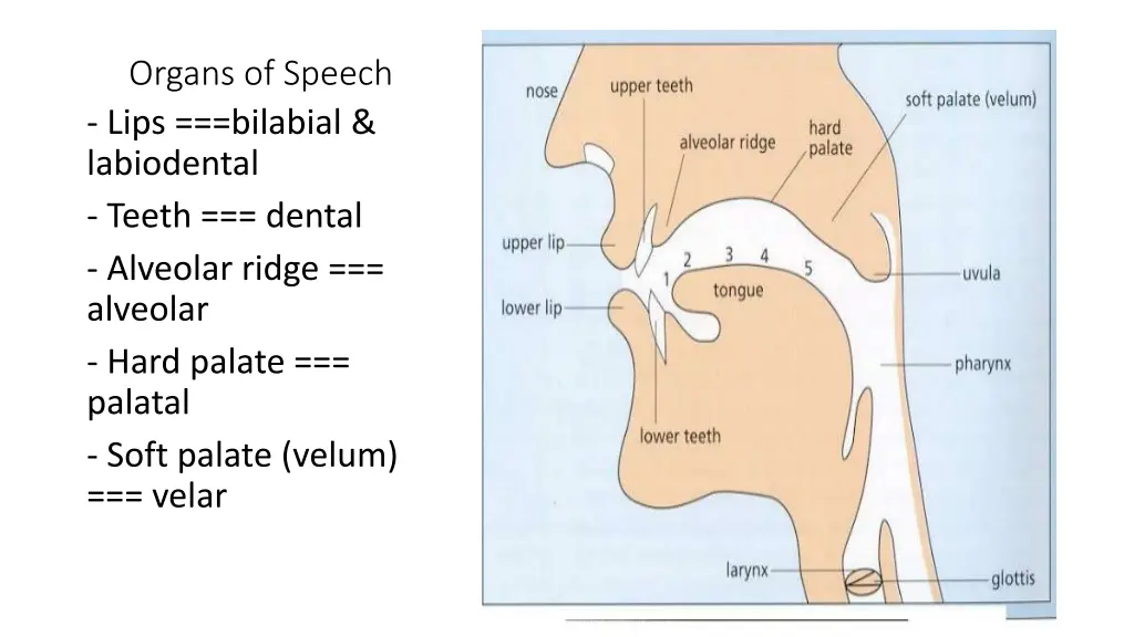 organs of speech lips bilabial labiodental teeth