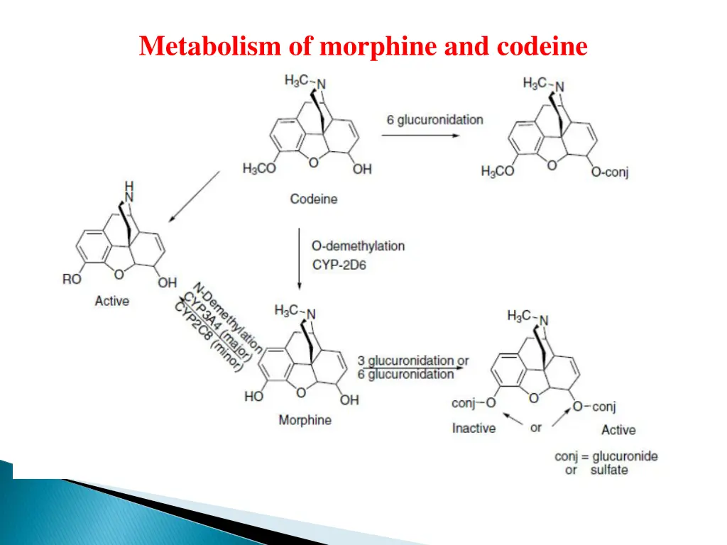 metabolism of morphine and codeine