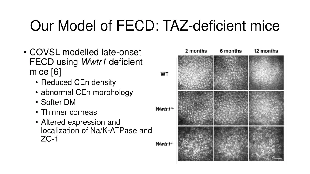 our model of fecd taz deficient mice 1