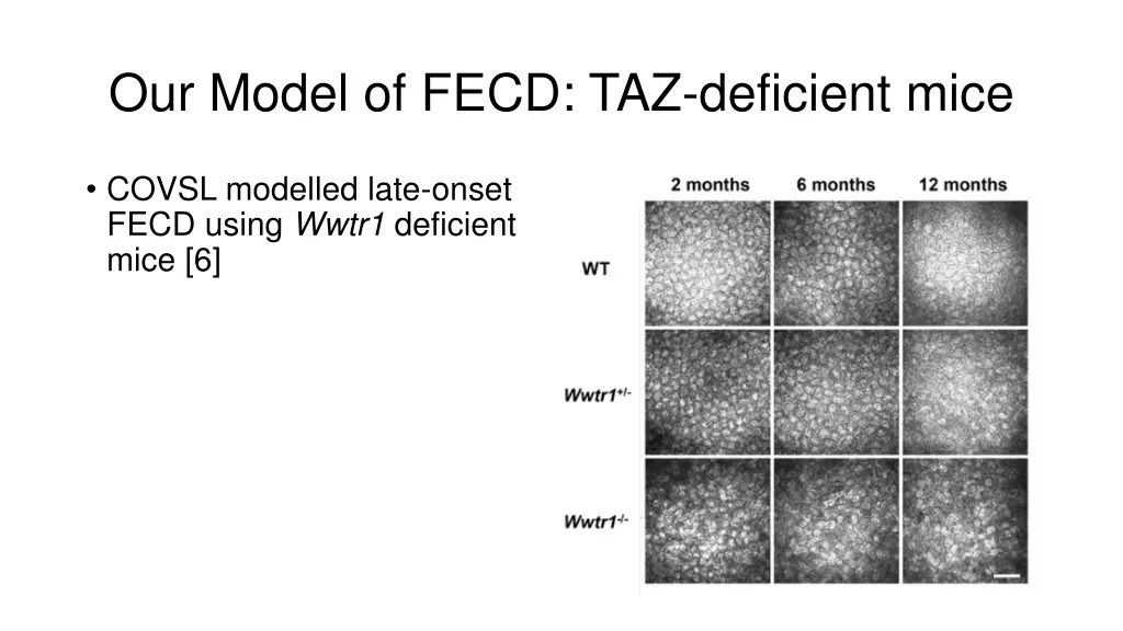 our model of fecd taz deficient mice