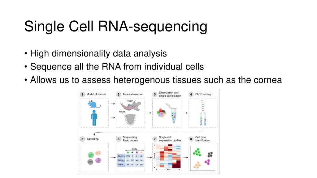 single cell rna sequencing