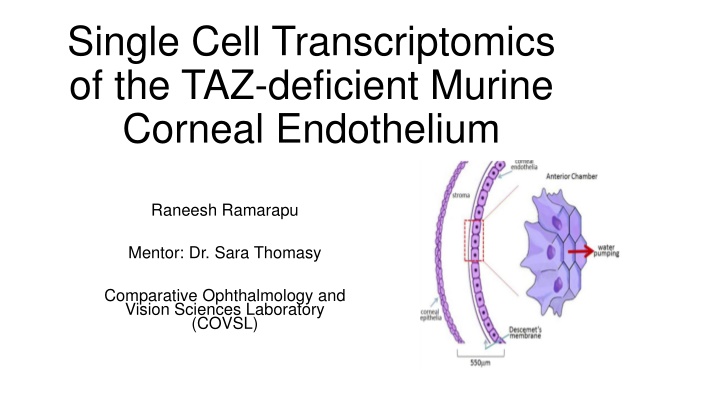 single cell transcriptomics of the taz deficient