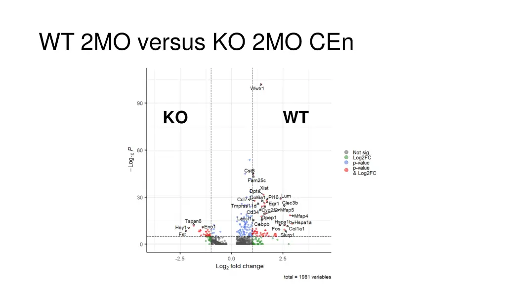 wt 2mo versus ko 2mo cen