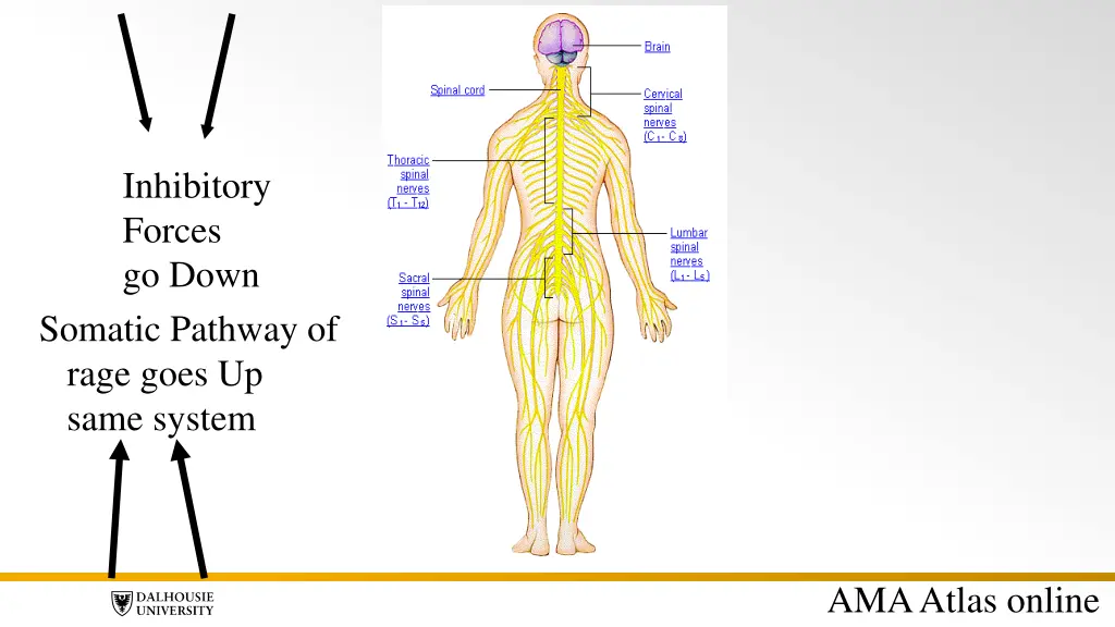 inhibitory forces go down