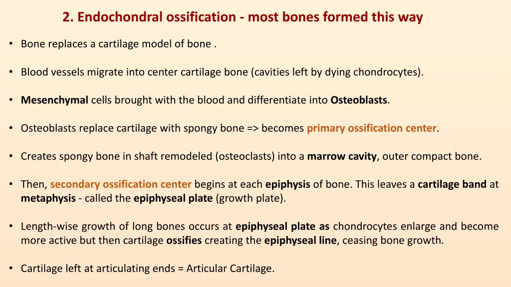 2 endochondral ossification most bones formed