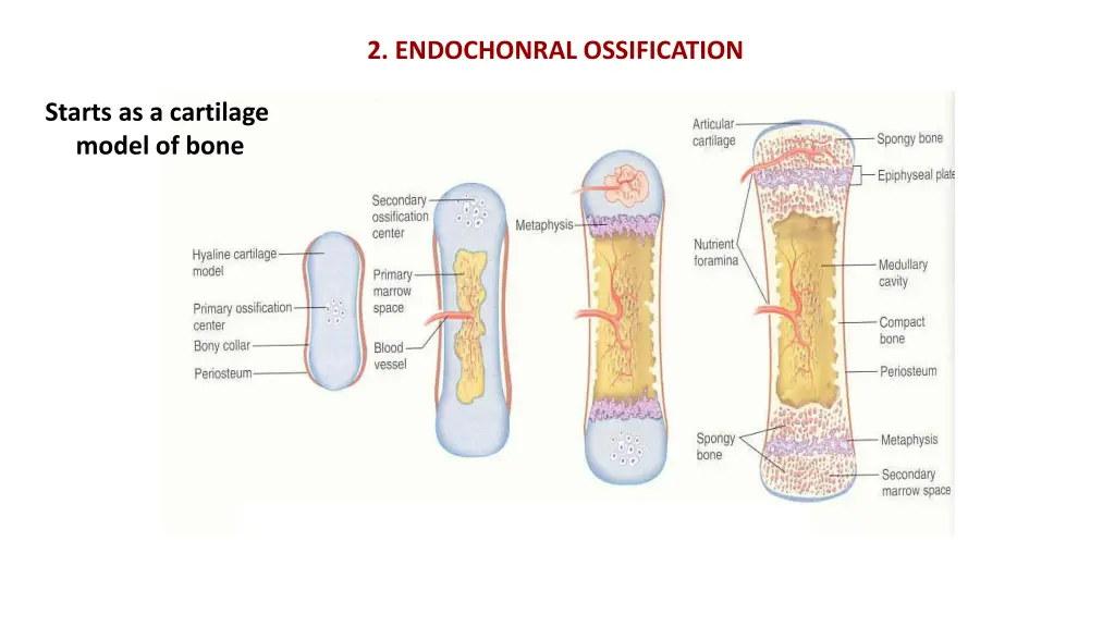 2 endochonral ossification