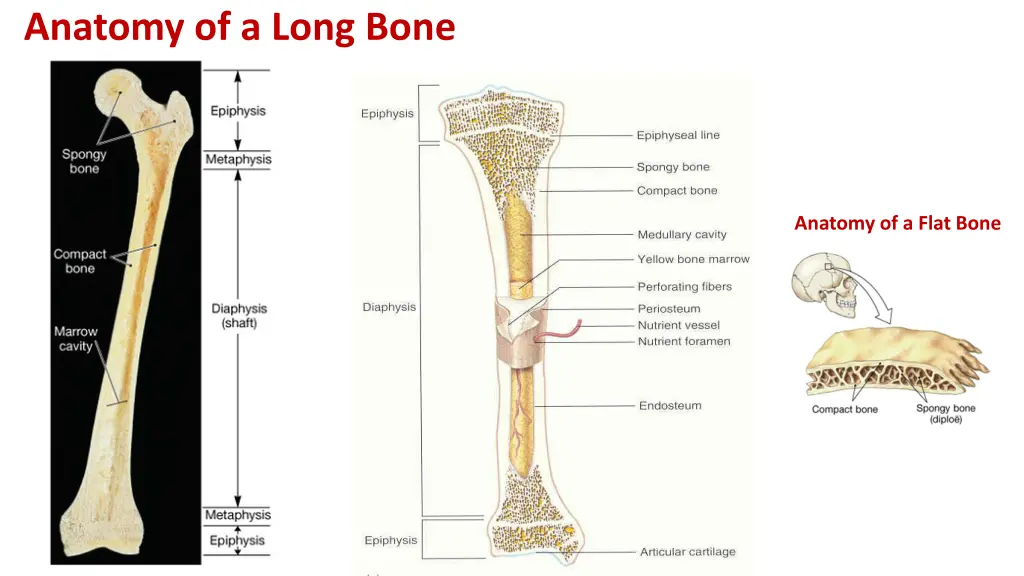 anatomy of a long bone