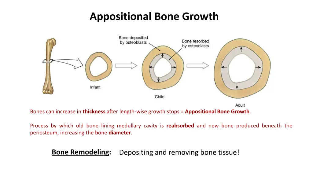 appositional bone growth