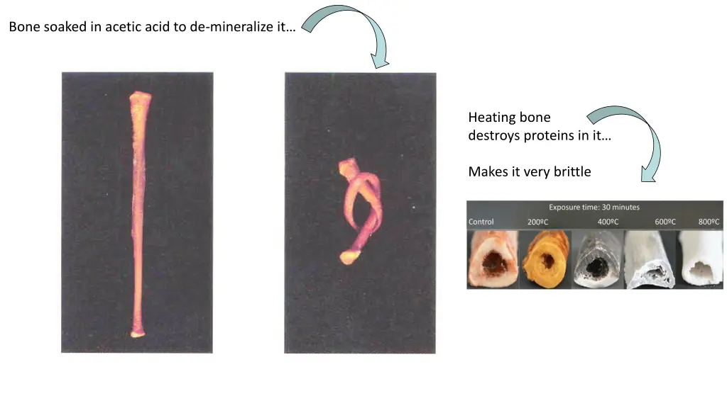 bone soaked in acetic acid to de mineralize it