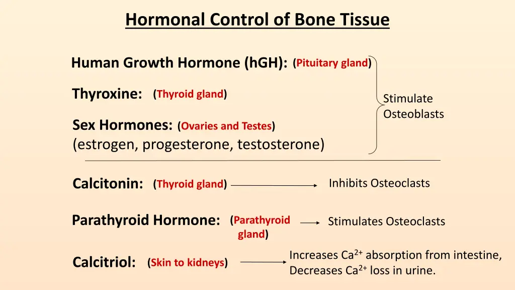 hormonal control of bone tissue