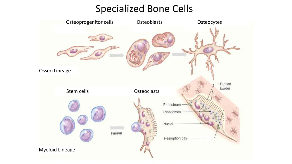 specialized bone cells