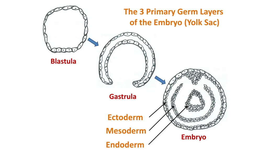 the 3 primary germ layers of the embryo yolk sac