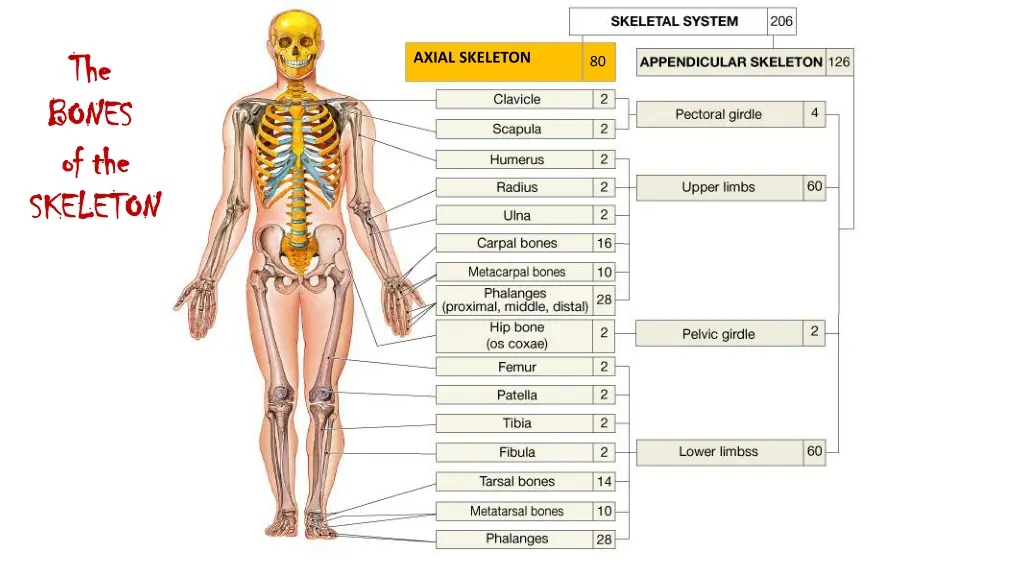 the the bones bones of the of the skeleton