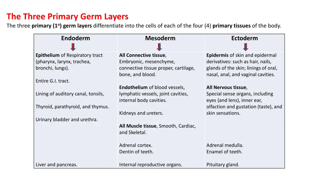 the three primary germ layers the three primary