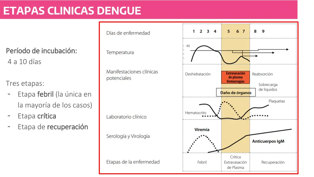 etapas clinicas dengue