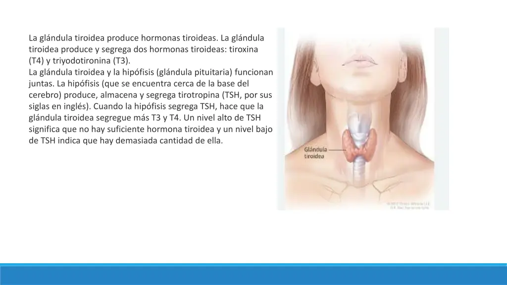 la gl ndula tiroidea produce hormonas tiroideas