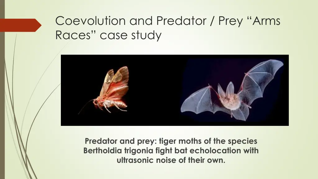 coevolution and predator prey arms races case