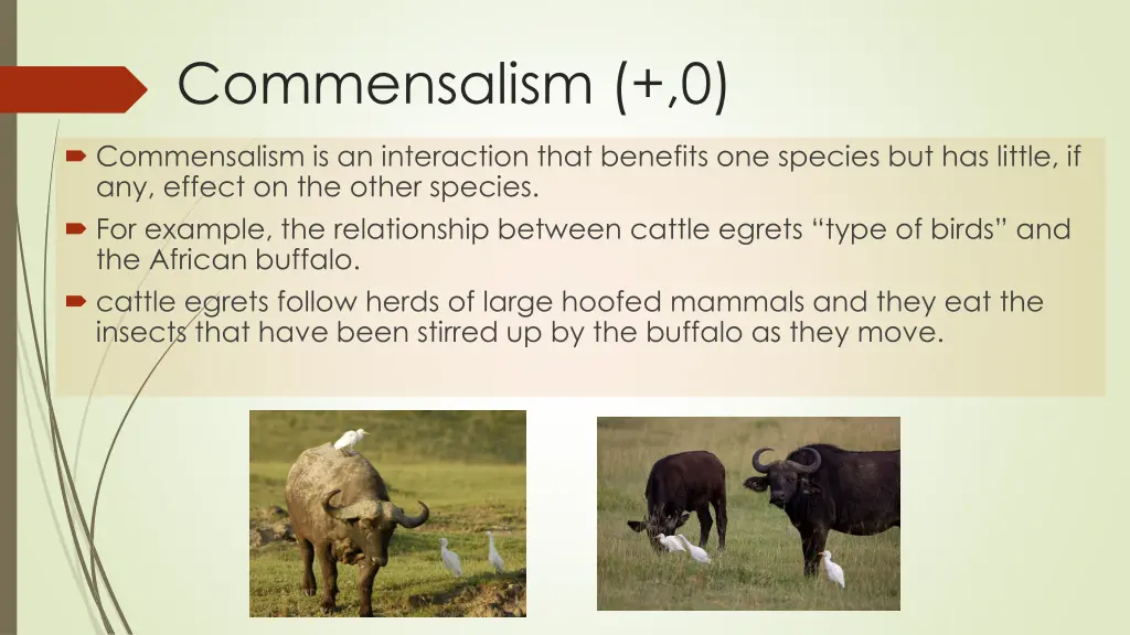 commensalism 0