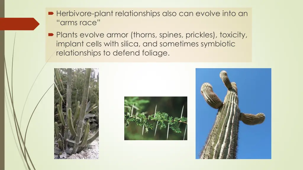 herbivore plant relationships also can evolve