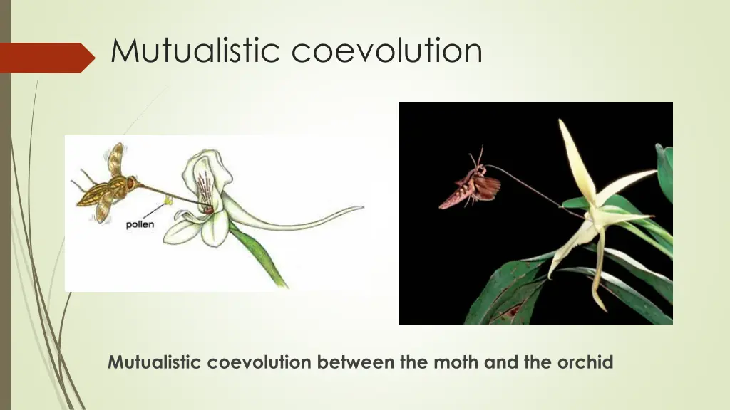mutualistic coevolution 1