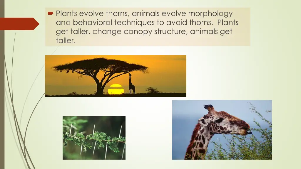 plants evolve thorns animals evolve morphology