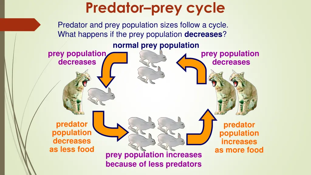 predator prey cycle 1