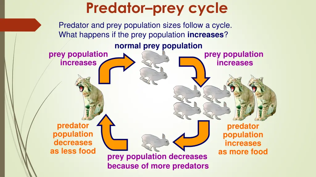 predator prey cycle