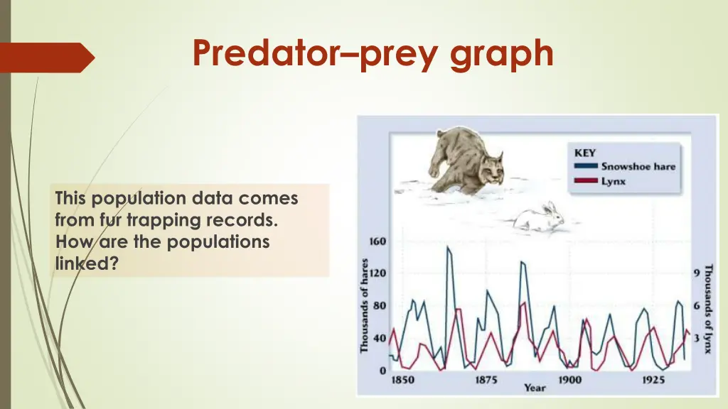 predator prey graph